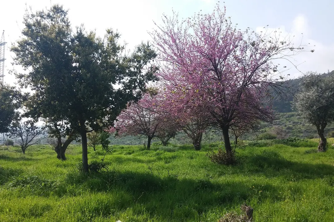 Mount Canaan, Tzfat