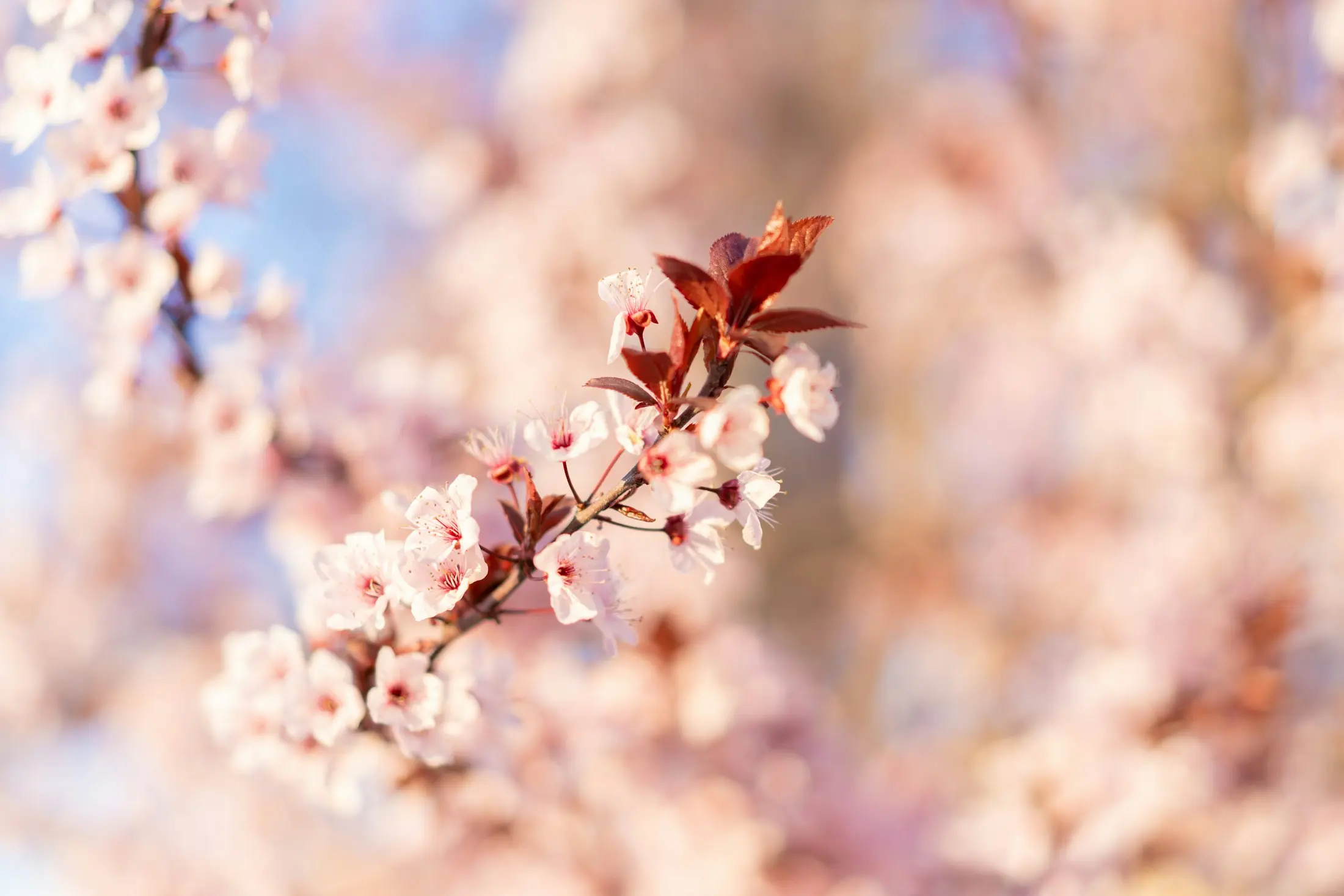 Spring blossom on a branch in soft light